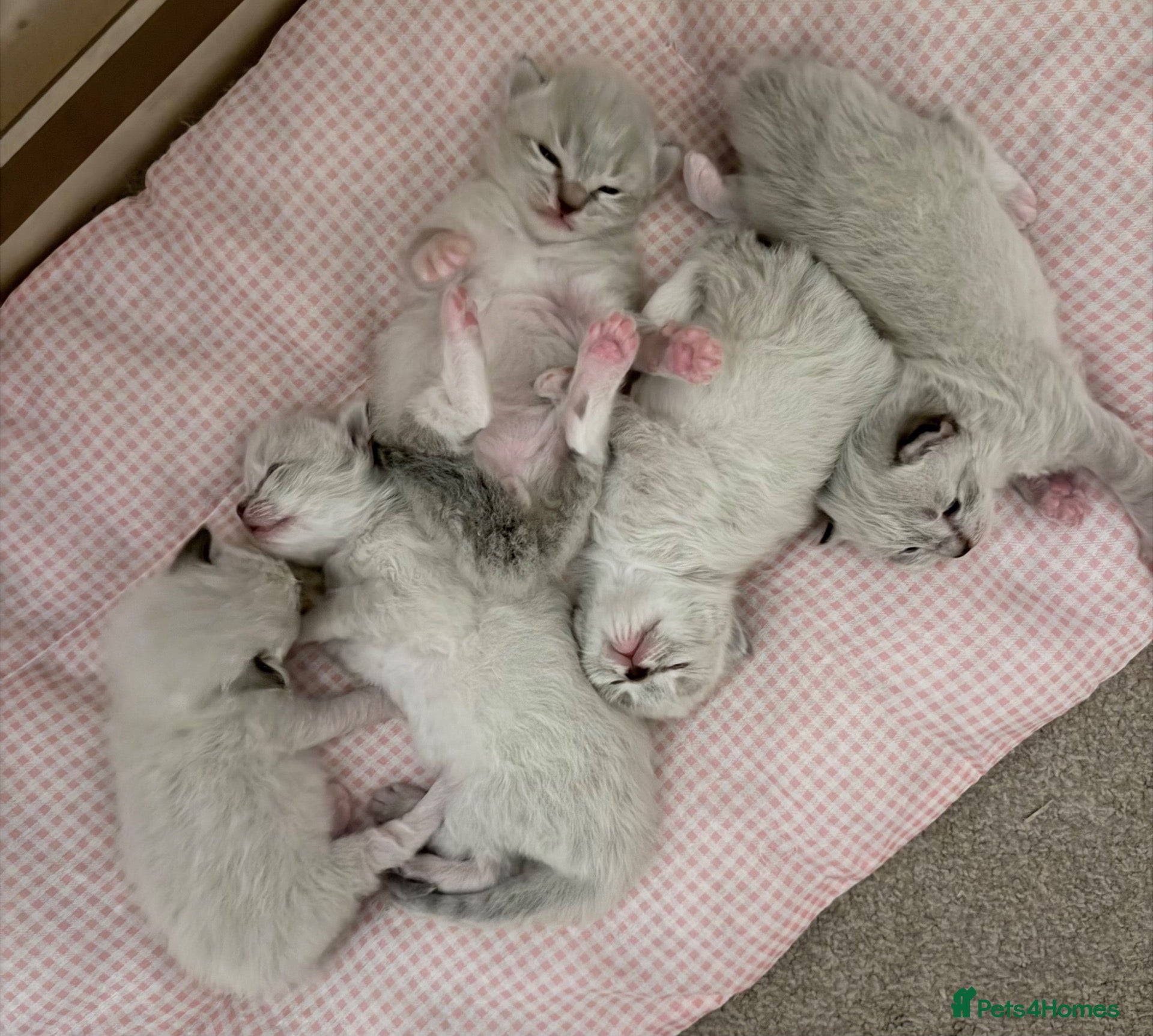 Ragdoll cats Adorable litter of Ragdoll kittens - Advert 11