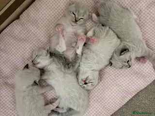 Ragdoll cats Adorable litter of Ragdoll kittens - Advert 11