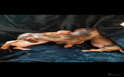 Dachshund dogs for sale: 3 Beautiful Dachshund Puppy’s - Image 5