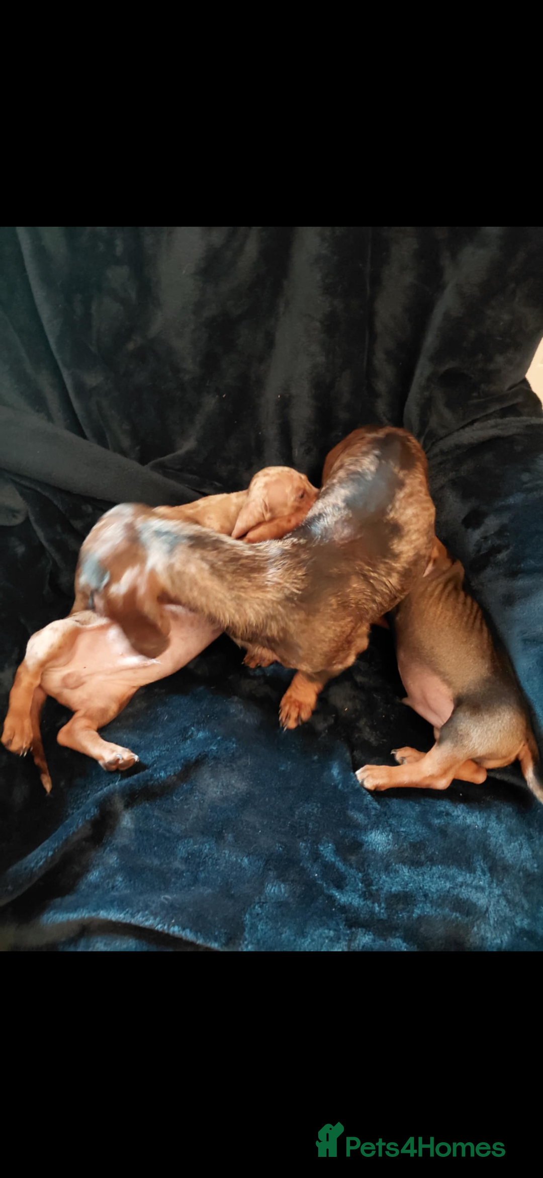 Dachshund dogs for sale: 3 Beautiful Dachshund Puppy’s - Image 5
