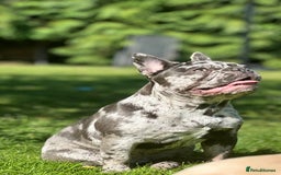 French Bulldog dogs for sale: Dottie French bulldog girl  - Image 10