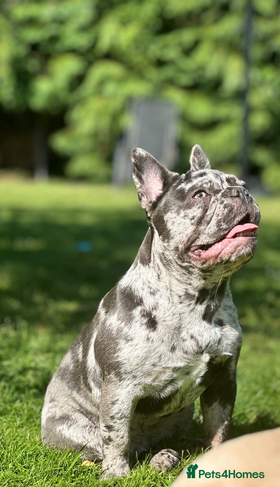 French Bulldog dogs for sale: Dottie French bulldog girl  - Image 10
