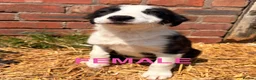 Border Collie dogs for sale: ONE REMAINING - Female Border Collie Puppies - Advert 17