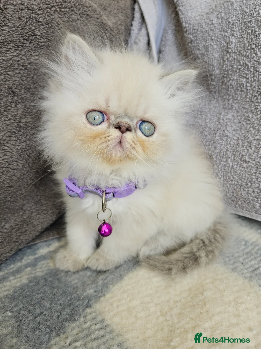 Persian cats for sale: Stunning Pedigree Persian Kittens  - Advert 2