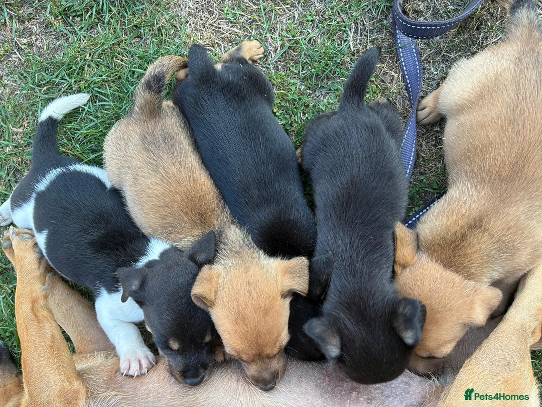 Jack Russell dogs for sale:  Jack Russell puppies for sale  - Advert 32