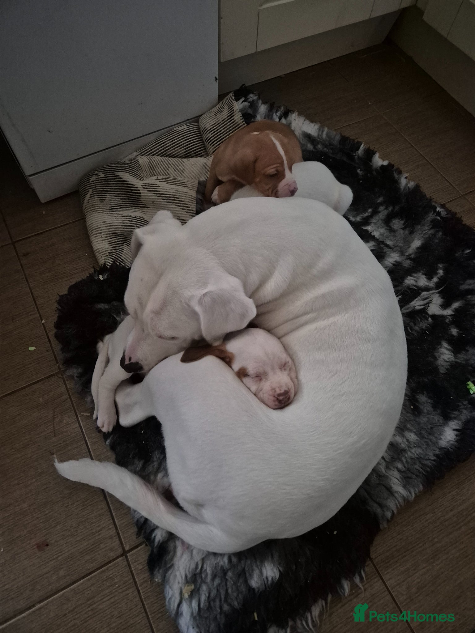 Mixed Breed dogs Puppies  - Advert 1