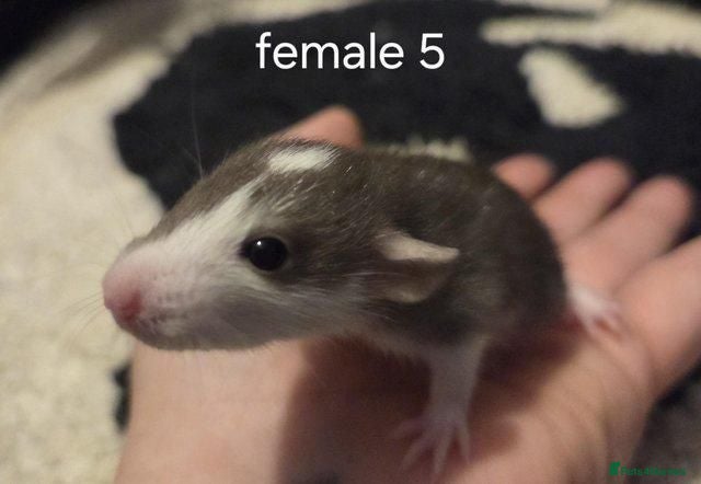 Rat rodents Dumbos and fancy rats ready now.  - Advert 1