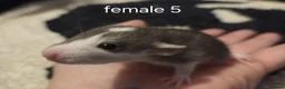 Rat rodents for sale: Dumbos and fancy rats ready now.  - Advert 1