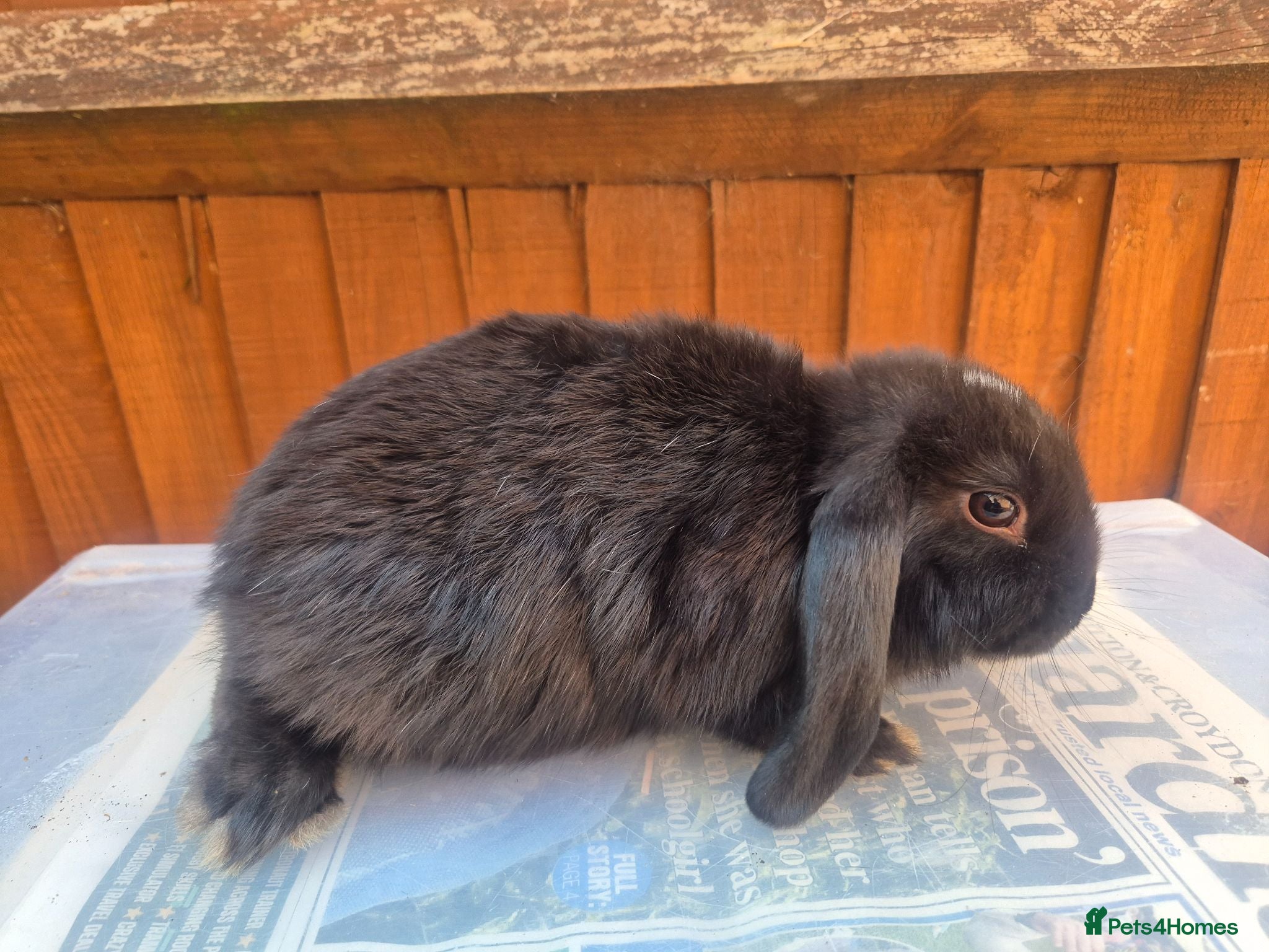 Mini Lop rabbits 💙 last 2 boys ❤️  - Advert 2