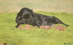 Cocker Spaniel dogs for sale: Show type Cocker Spaniel pups by Mango  - Image 7