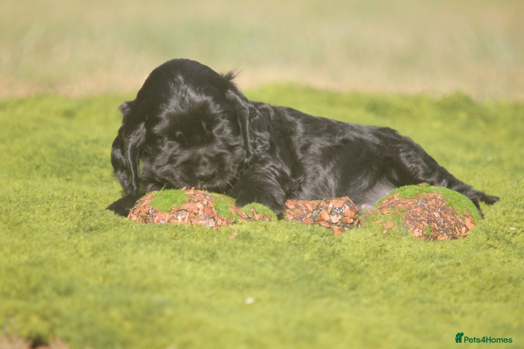 Cocker Spaniel dogs for sale: Show type Cocker Spaniel pups by Mango  - Image 7