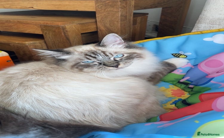 Ragdoll cats - Advert 5