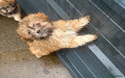 Shih Tzu dogs for sale: 3 month old shih tzu’s - Image 3