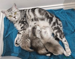 British Shorthair cats Pedigree British Shorthair Silver Kitten - Advert 11
