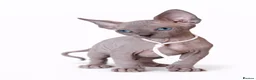 Sphynx cats for sale: Exceptional Sphynx Kittens - Advert 2