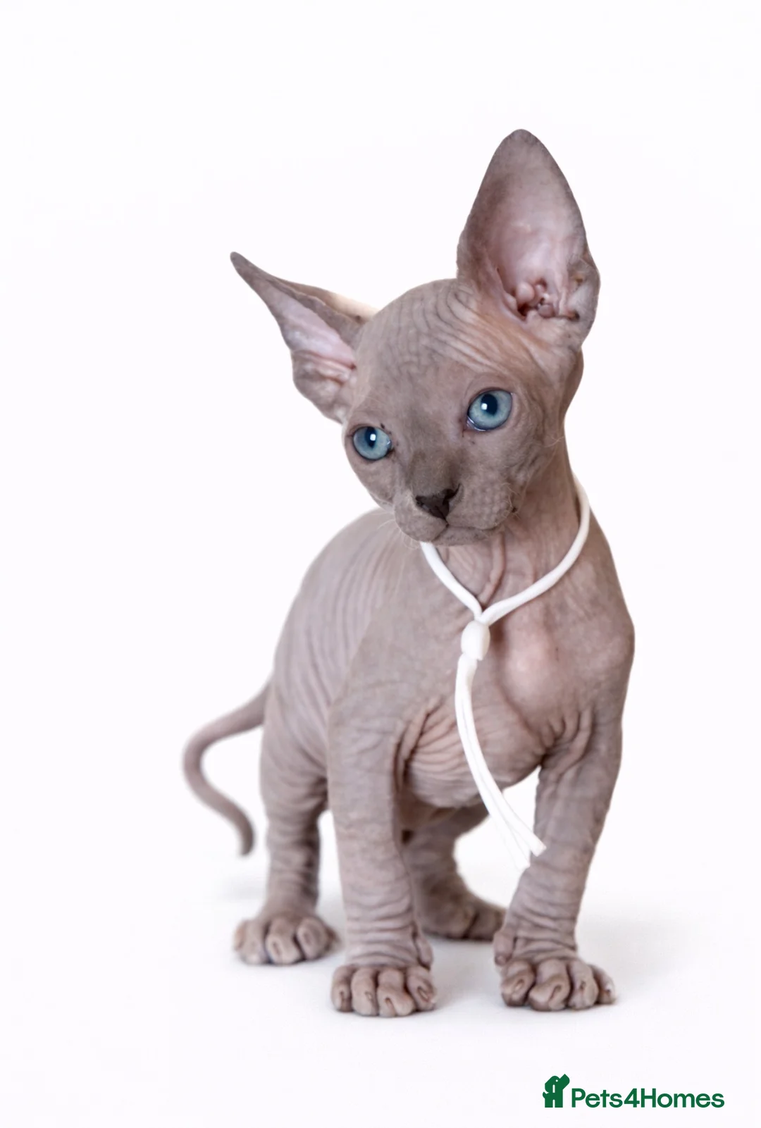 Sphynx cats for sale: Exceptional Sphynx Kittens - Advert 2
