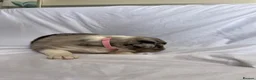 Australian Shepherd dogs for sale: Australia shepherd kc puppies 4 girls  - Advert 25