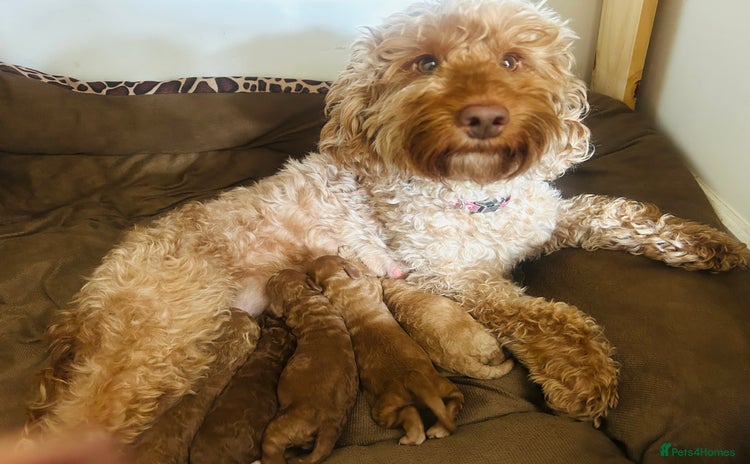 Cockapoo dogs - Advert 10