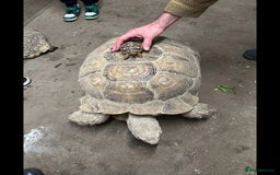 Tortoise reptiles for sale: Baby Sulcata. - Image 7