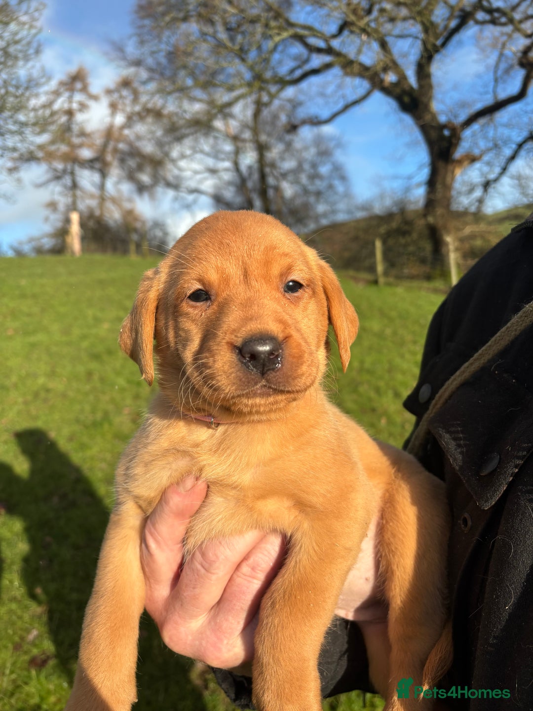 Labrador Retriever dogs for sale: KC Registered Litter of 9 fox red Labrador Puppies - Advert 7