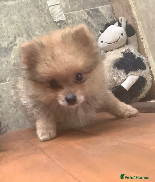 German Spitz dogs DELIGHFUL REGISTERED KLEIN DOG PUPPIES - Advert 5