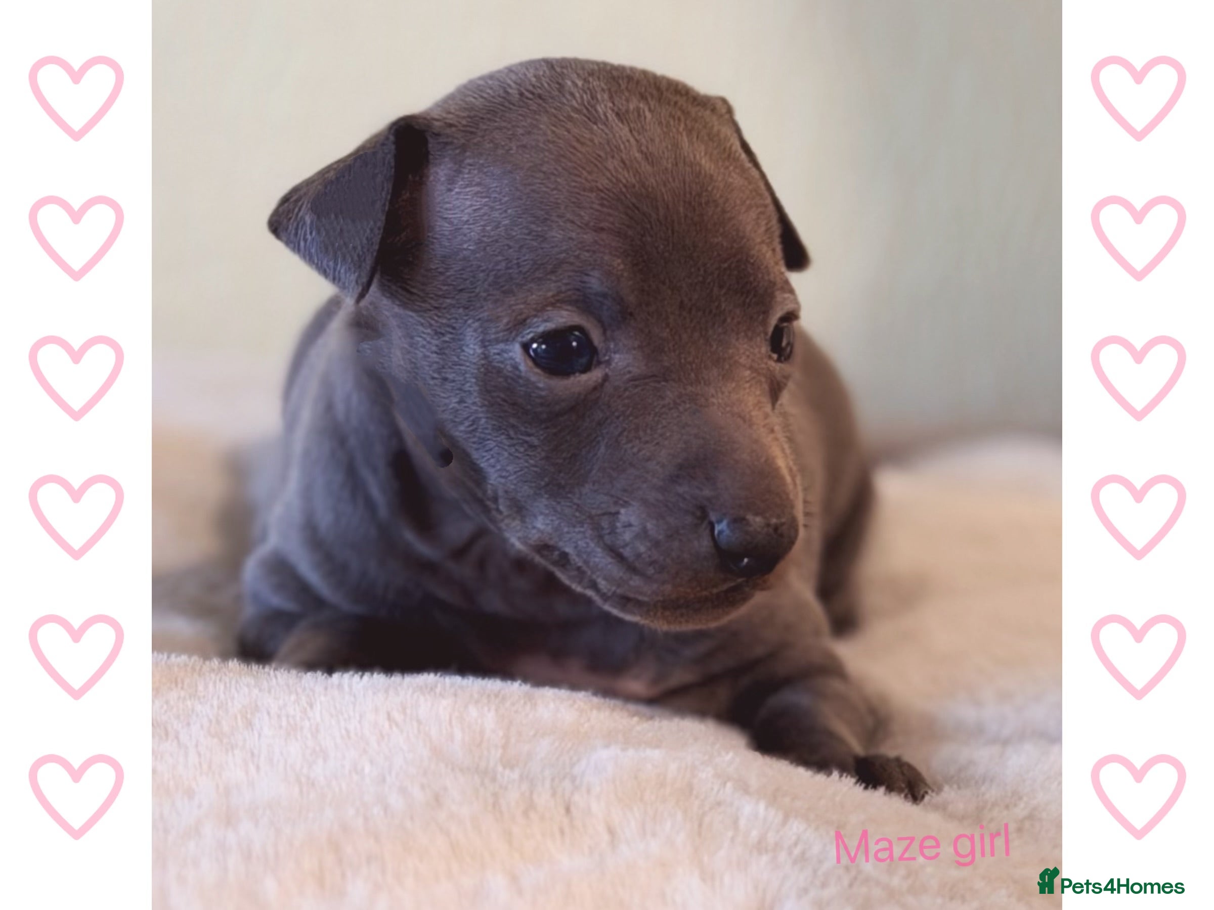 Italian Greyhound dogs Stunning Tiny All Blue KC registered Iggys  - Advert 3