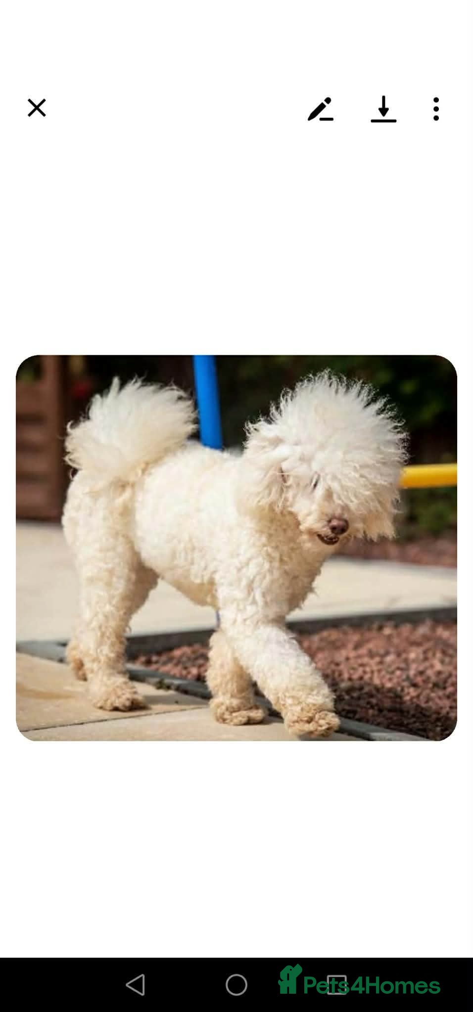 Miniature Poodle dogs for sale: Miniature poodle  - Advert 1