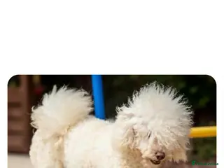 Miniature Poodle dogs for sale: Miniature poodle - Advert 1