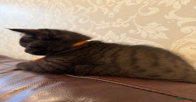 British Shorthair cats - Advert 13
