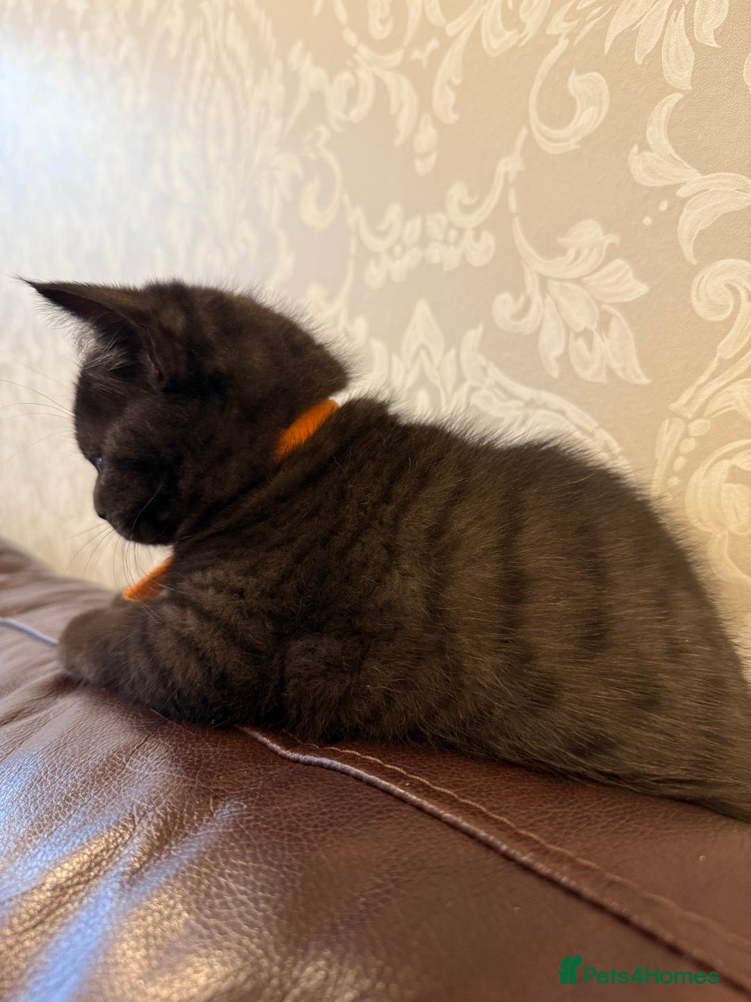 British Shorthair cats for sale: Only 2 girls left ready to go BBSH - Image 3