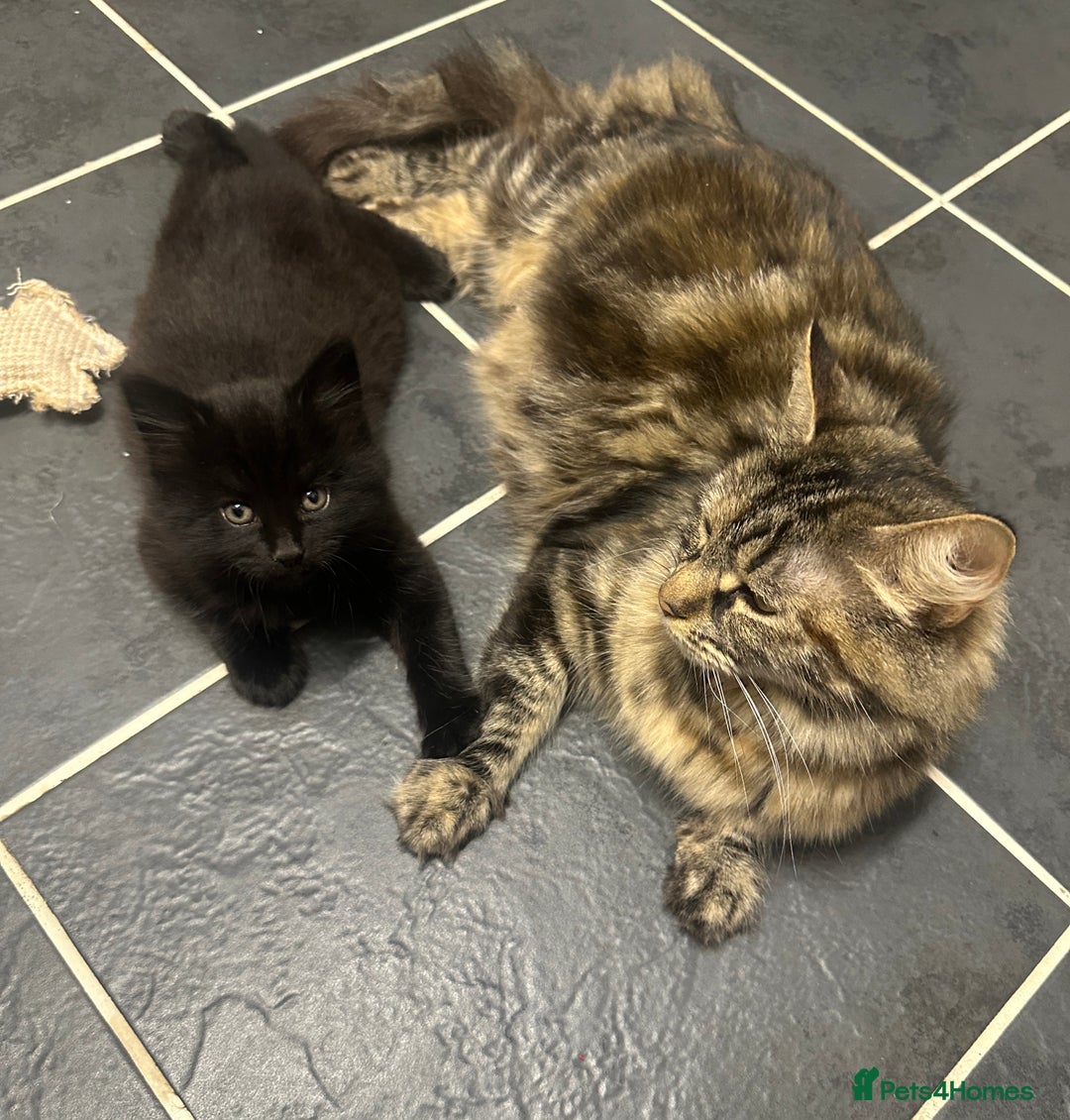 Mixed Breed cats for sale: 4 black tabby male kittens for sale - Advert 7