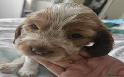 Cocker Spaniel dogs for sale: Show cocker spaniel  - Image 28