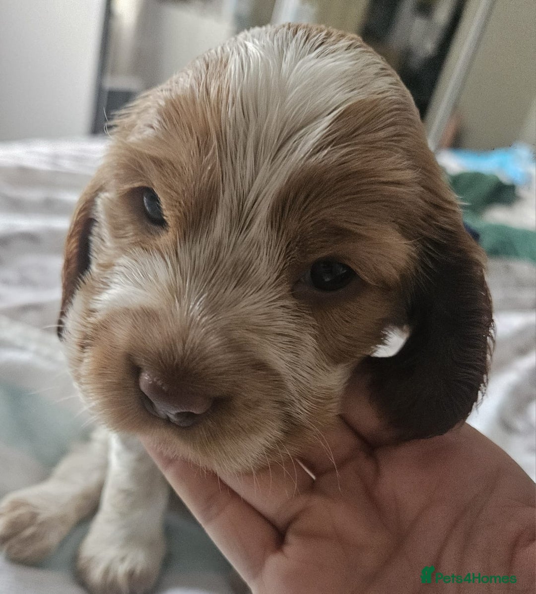 Cocker Spaniel dogs for sale: Show cocker spaniel  - Image 28