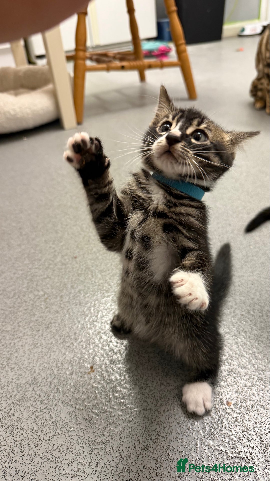 Mixed Breed cats for sale: Male kitten - Advert 6