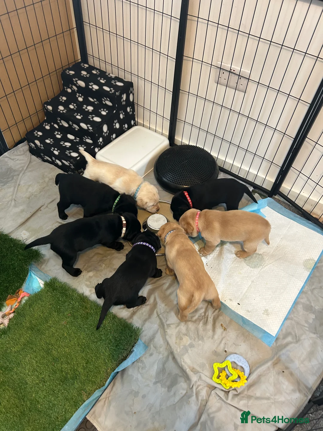 Labrador Retriever dogs for sale: Labrador puppies ready to leave 2nd May! - Advert 1