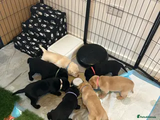 Labrador Retriever dogs Labrador puppies ready to leave 2nd May! - Advert 8