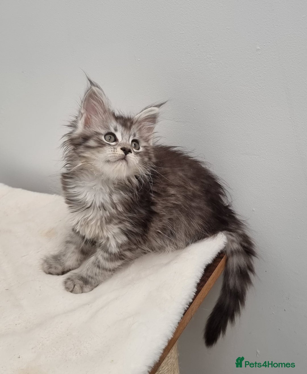 Maine Coon cats for sale: Pedigree Maine Coon Kittens for sale  - Image 33