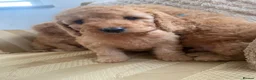Cockapoo dogs for sale: Adorable Cockapoo Puppies in Chippenham - Advert 1