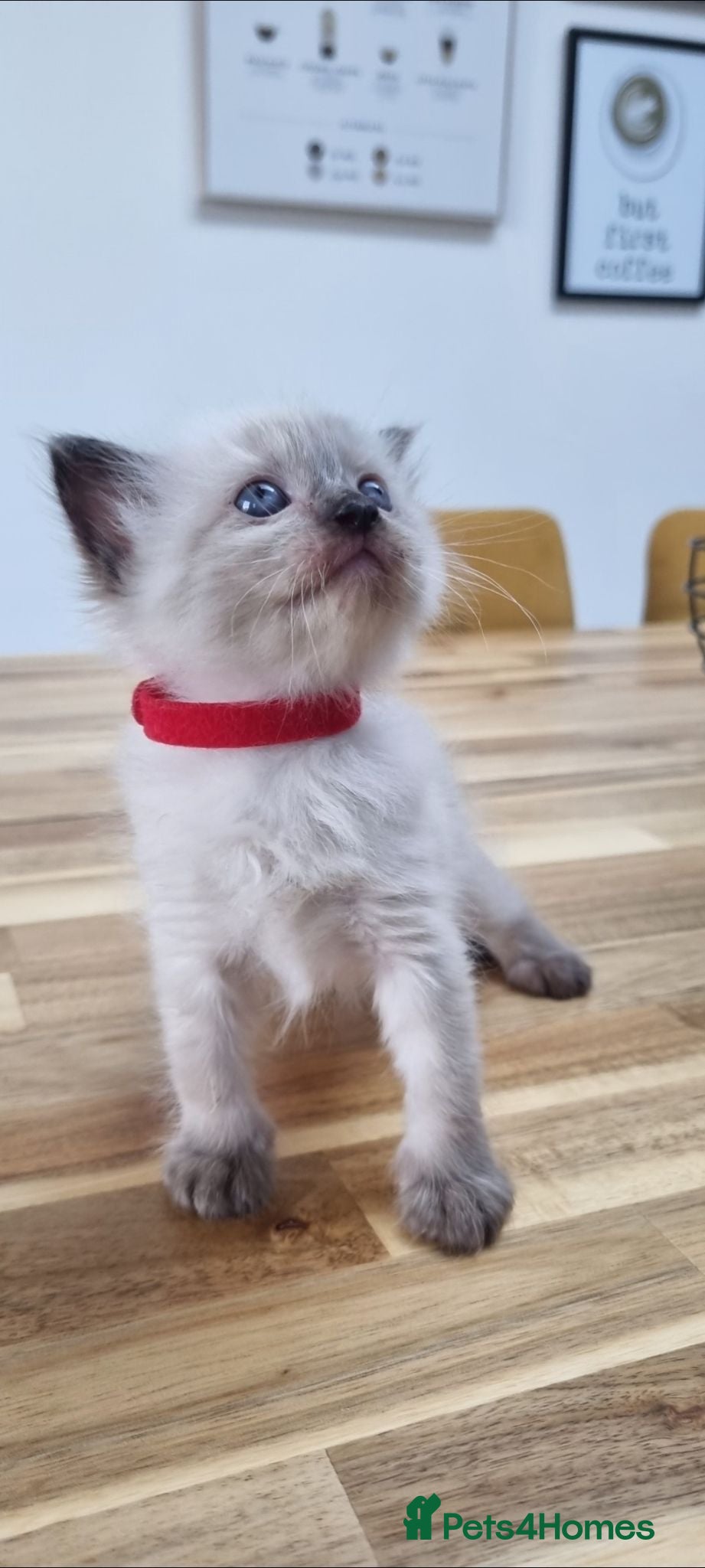 Ragdoll cats Gorgeous litter of Ragdoll kittens now £550! - Advert 1