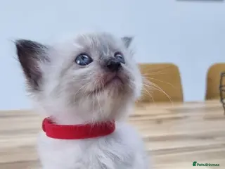 Ragdoll cats Gorgeous litter of Ragdoll kittens now £550! - Advert 1