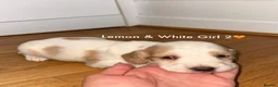 Cocker Spaniel dogs for sale: Cocker spaniel puppy’s  - Advert 6