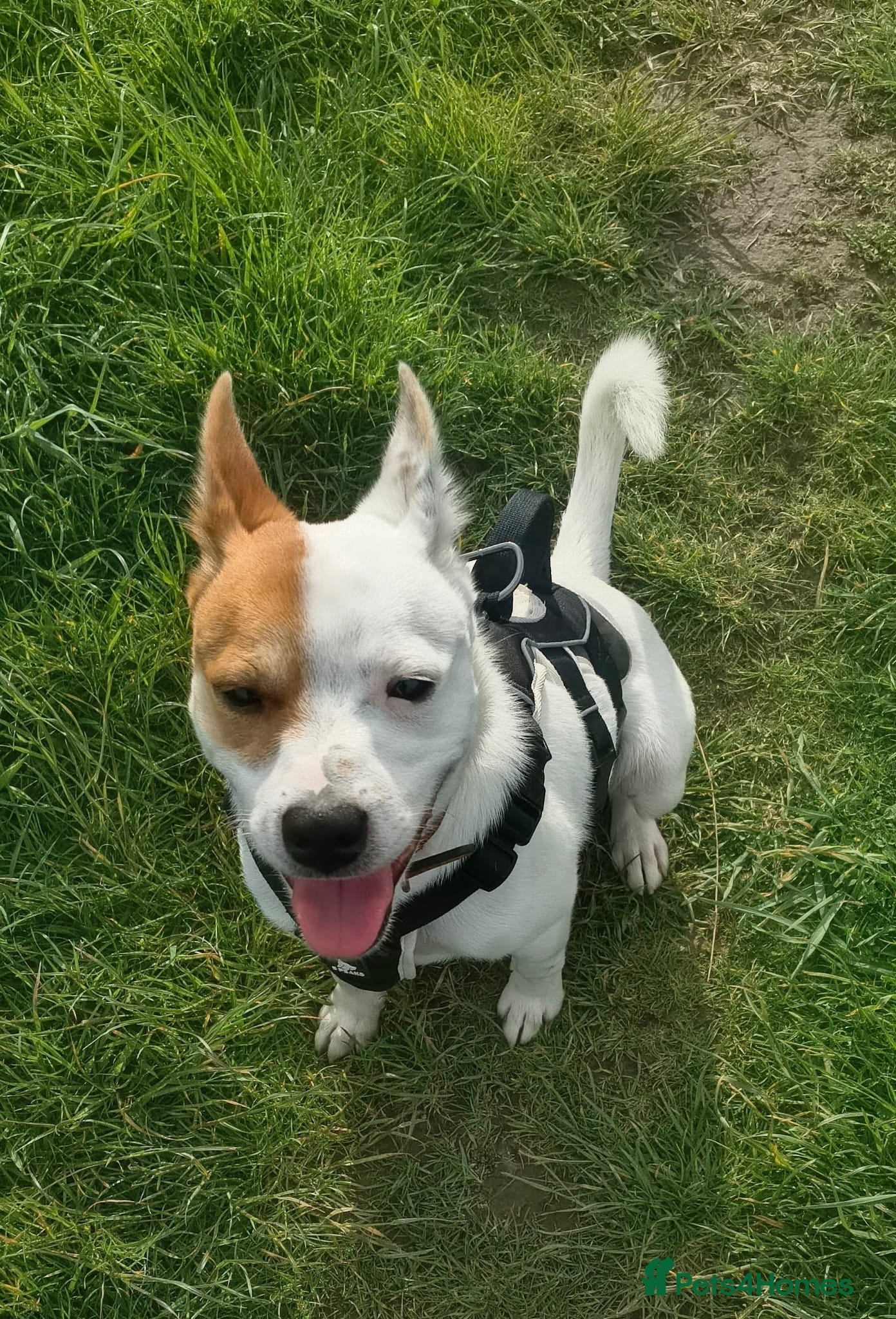 Mixed Breed dogs Jackstaff 8 months old  - Advert 2