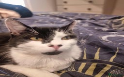 British Shorthair cats for adoption: 🪙Penny🪙 for adoption, fostered in BUCKS - Image 6