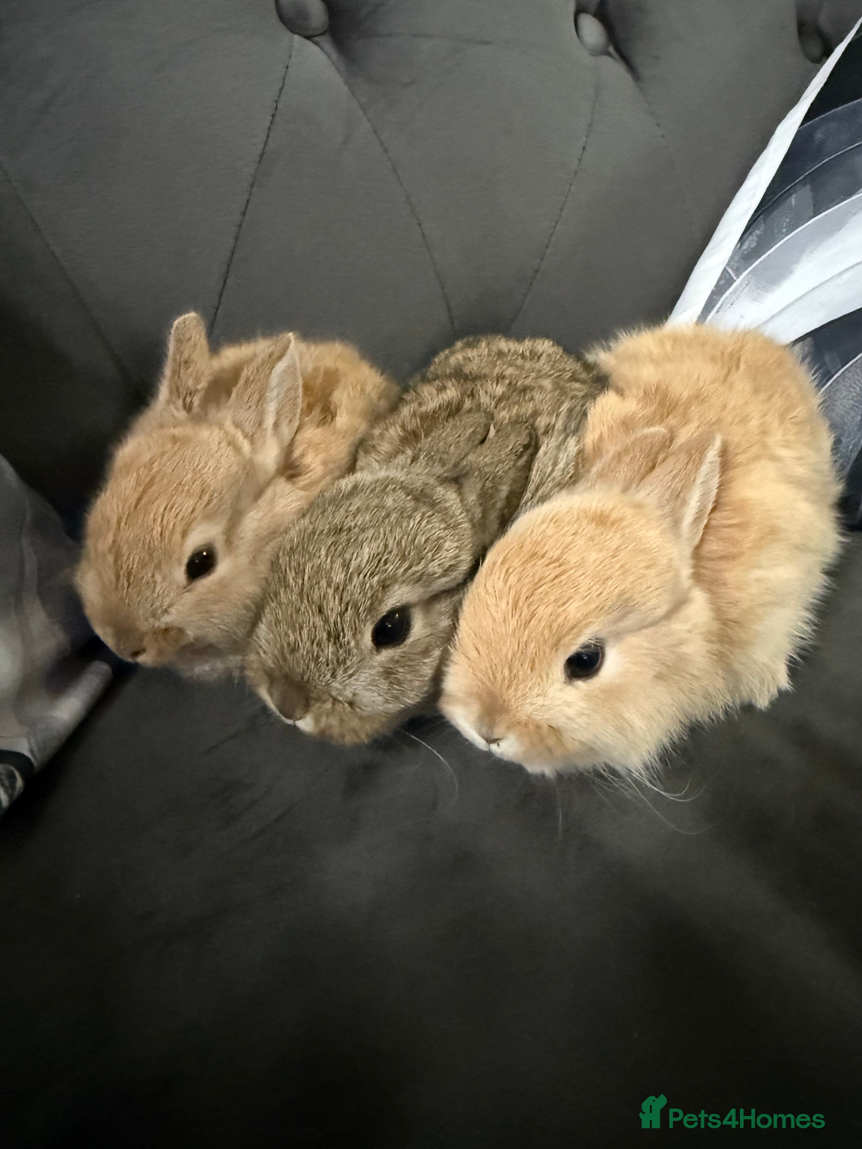 Mixed Breed rabbits 3 young mixed breed bunnies - Advert 16