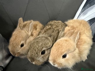 Mixed Breed rabbits 3 young mixed breed bunnies - Advert 2