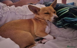 Jack Russell dogs for sale: Jack Russell  - Image 2