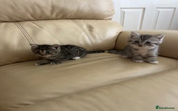 Persian cats for sale: Persian cross kittens - Image 1