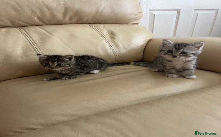 Persian cats - Advert 1