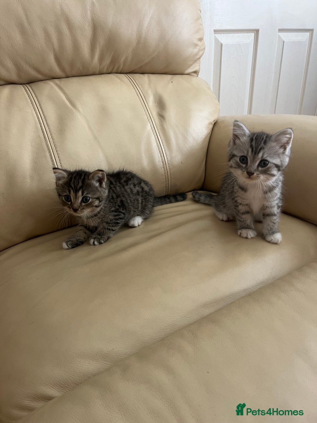 Persian cats for sale: Persian cross kittens - Image 1