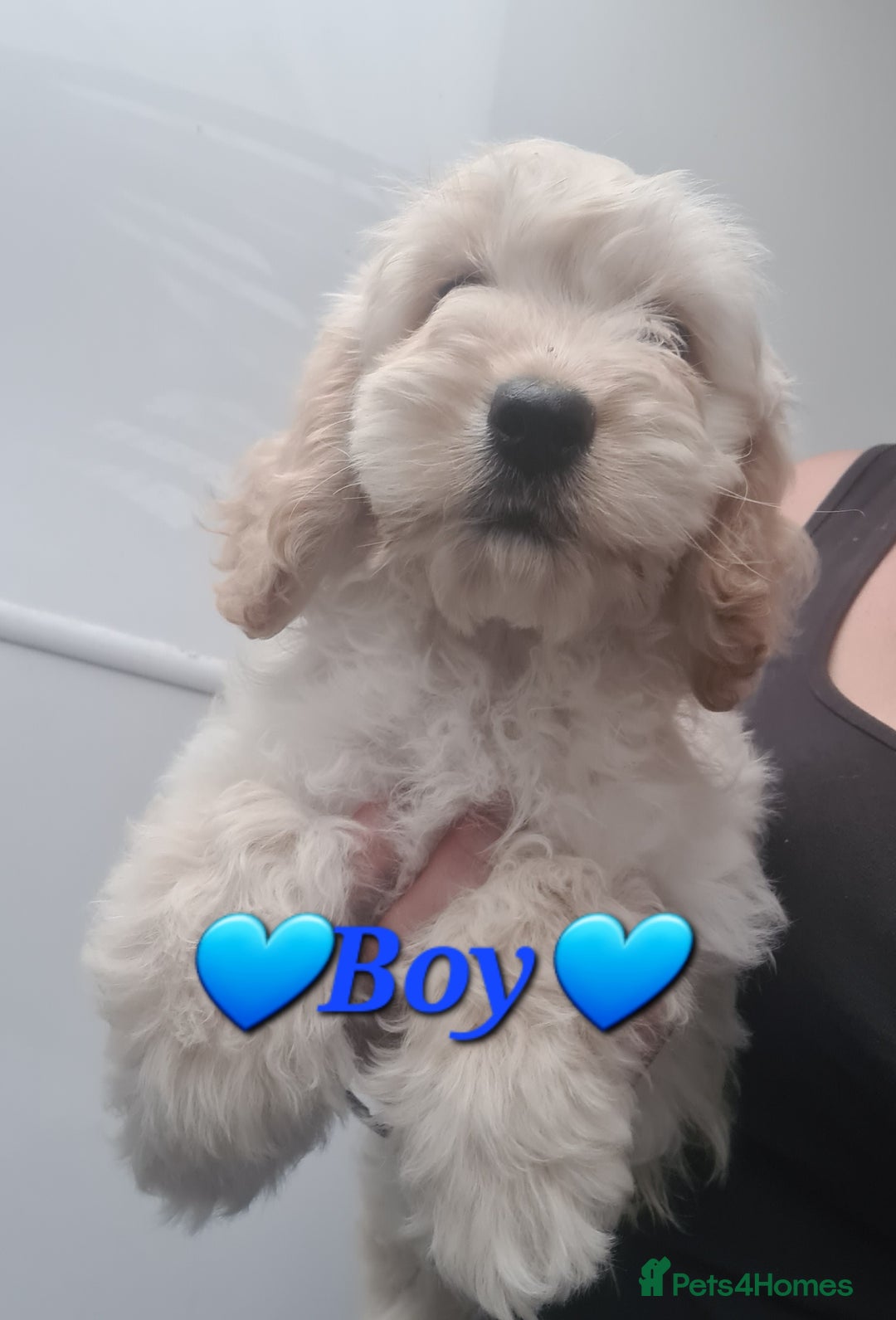 Cockapoo dogs for sale: Beautiful F1 Cockapoos- Ready Now  - Image 16